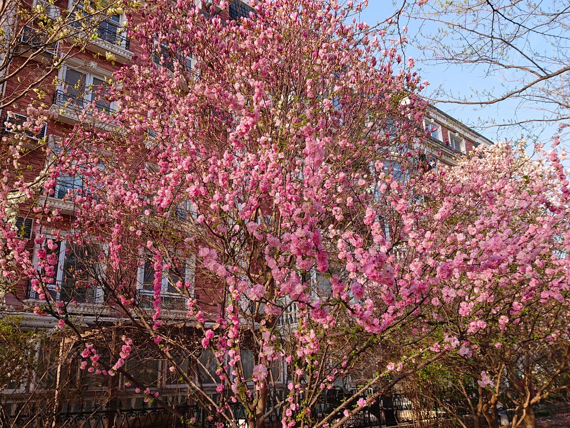 北京圆明园花园别墅小区_圆明园花园别墅小区null
