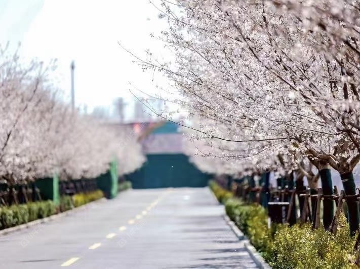 北京金茂北京国际社区小区_金茂北京国际社区小区null
